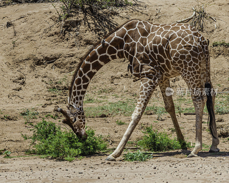 网状长颈鹿(Giraffa camelopardalis reticulata)，也被称为索马里长颈鹿。肯尼亚桑布鲁国家保护区。喂食。